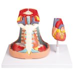 Mediastinum, life size