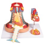 Mediastinum, life size