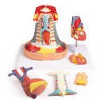 Mediastinum, life size