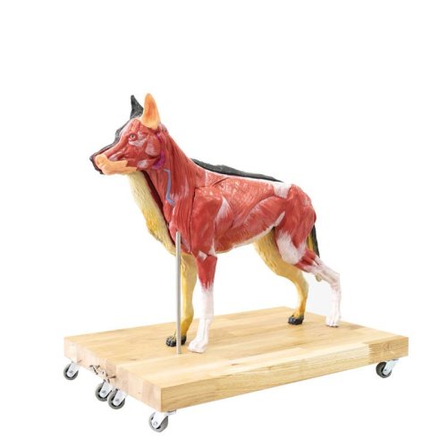 Dog Model (German Shepherd)