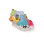 Dog skull with didactic painting