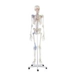 Skelett-Modell &quot;Bert&quot; mit Muskelmarkierungen und Bandapparat