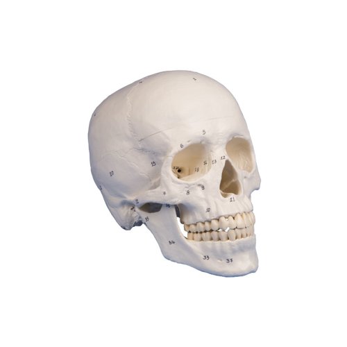 Skull model, 3 parts, numbered