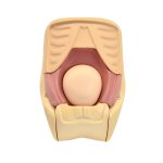 Uterus Rückbildungssimulator