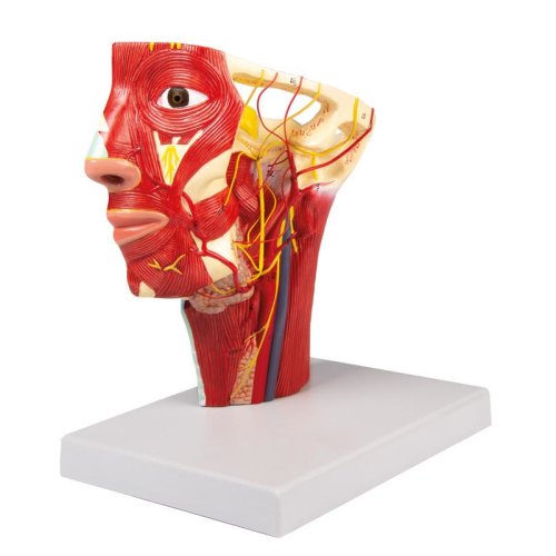 Arteries of head