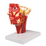 Arteries of head