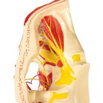 Arteries of head