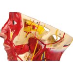 Arteries of head