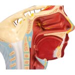 Arteries of head