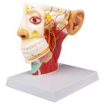 Nerves of the head