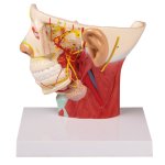Nerves of the head