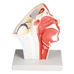 Veins of head