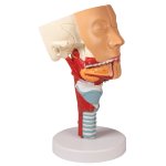Head with throat and larynx