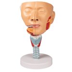 Head with throat and larynx