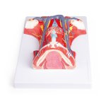 Hals-Anatomie