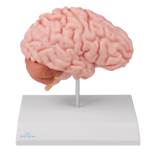 LBYLYH Menschlichen Gehirn Anatomisches Modell, Far Produktbild-Vorschau 5