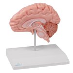 Anatomical brain half, life-size - EZ Augmented Anatomy