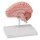 Anatomische Gehirnhälfte, lebensgroß - EZ Augmented Anatomy