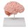 Anatomische Gehirnhälfte, lebensgroß - EZ Augmented Anatomy