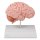 Anatomical brain half, life-size - EZ Augmented Anatomy