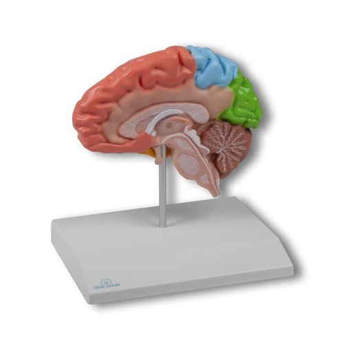 Gehirnhälfte, regional, lebensgroß - EZ Augmented Anatomy