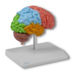 Regional brain half, life-size - EZ Augmented Anatomy