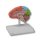 Regional brain half, life-size - EZ Augmented Anatomy
