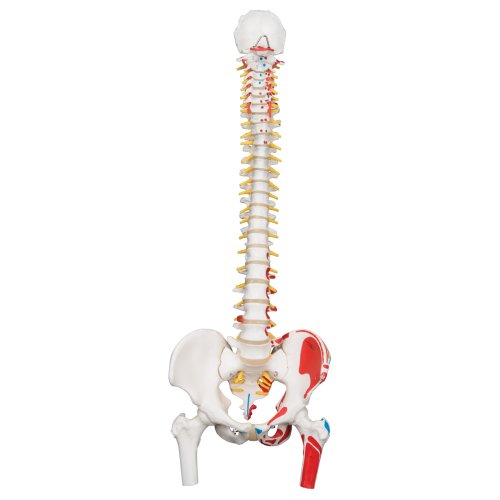 Spine Model, Flexible with Femur Heads & Painted Muscles - 3B Smart Anatomy