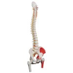 Spine Model, Flexible with Femur Heads &amp; Painted Muscles - 3B Smart Anatomy