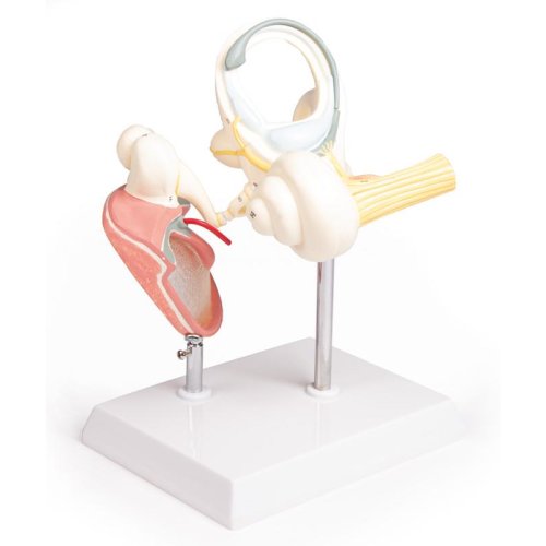 Labyrinth with Ossicles and Tympanic Membrane