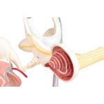 Labyrinth with Ossicles and Tympanic Membrane
