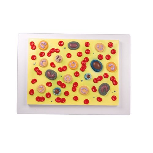 Human blood cells