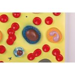 Human blood cells