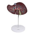 Human liver, 1.5 times life size