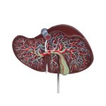 Human liver, 1.5 times life size