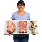 Nierenschnitt, Nephron und Nierenk&ouml;rperchen