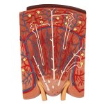 Nierenschnitt, Nephron und Nierenkörperchen