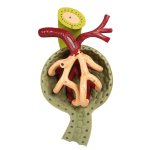 Nierenschnitt, Nephron und Nierenkörperchen