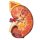 Nierenschnitt, Nephron und Nierenkörperchen