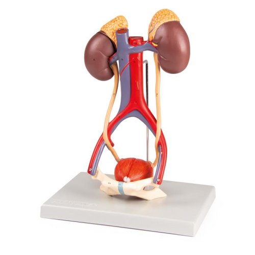 Urinary System, 5 parts