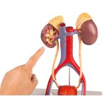 Urinary System, 5 parts