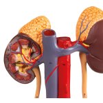 Urinary System, 5 parts