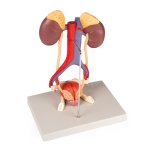 Urinary System, 5 parts