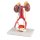 Urinary System, 5 parts