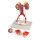 Urinary System, 5 parts