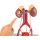 Urinary System, 5 parts