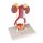Urinary System, 5 parts