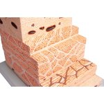 Stomach wall