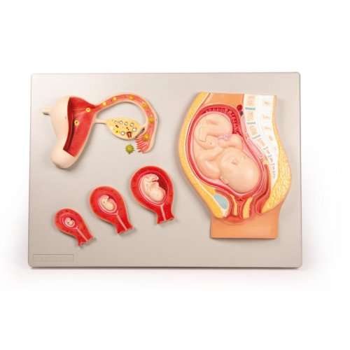 Fetal development