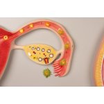 Fetal development